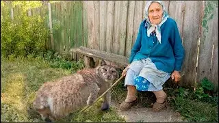 Pequeña lince preñada cayó a los pies de la abuela y suplicó ayuda, ella no podía dar a luz