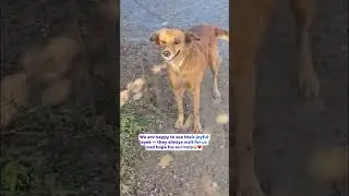 ❤️🙌🏻 #homelessdogs #animalrescue #helpfordogs #puppylove #animallover #nodogleftbehind