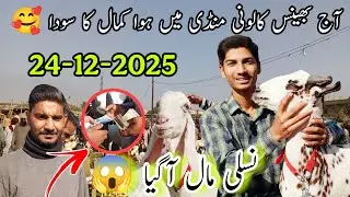 Bhains Colony Bakra Mandi Karachi | 24-12-2025 | 85000 Ka Gulabi Gabban Bakri Ka Soda😱 | @AhmedKSath