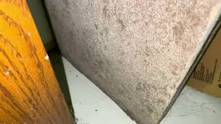 Mold Remediation Services