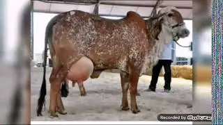Gir cow in brazil giving 70 litre milk