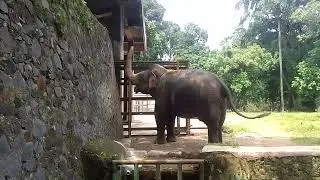 ragunan gajah ngamuk