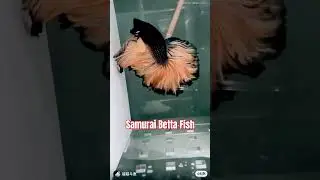 🐠✨
