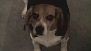 Chubby beagle barking