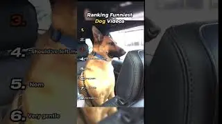 #dog #ranking #funny #clips #top8