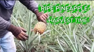 DAILY FARM ROUTINE VLOG #4🌴 | #farming #farmlife #plants #nature 