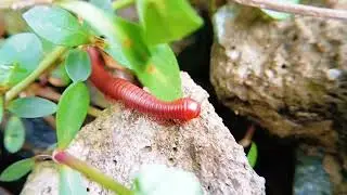 Crimson Crawlers: A Visual Journey into the World of Red Millipedes