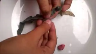 MODELADO DE DRAGON CHINO