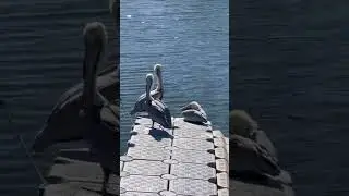 Pelicans Chillin&rsquo; #birds #animals #animalshorts