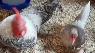 Funny Farm greetings from the 