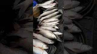 Big fish advertising part:100 #shorts