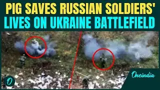 Russians Saved by a PIG: Drone Footage Shows Pig Detonating Land Mine and Saving Two Soldiers