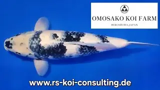 Shiro Utsuri - Omosako Koi Farm - Sansai (geb.2023) 61cm (w) R.S KOI CONSULTING TATEGOI EU SHOWCLASS