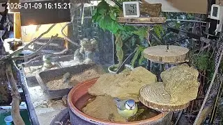 Nachmittags ist es ruhig am Vogel-Spa (09.01.2026)