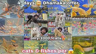 Wild & soft fishes | Persian cats kittens | Food all accessories | in Hyderabad at pets at home 