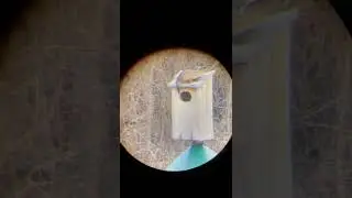 Duck Nesting Box Cams! Watch inside the box!