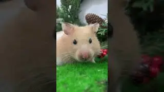 To celebrate Christmas, the little hamster is washing its face at double speed!