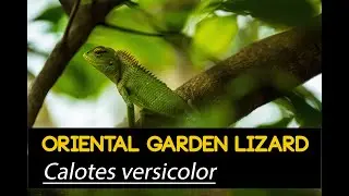 Oriental garden lizard Calotes versicolor