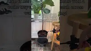 My fav watering hack for heavy plants!
