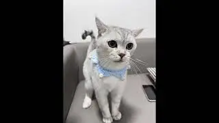 Crocheted Cat Collar Showcase | Handmade Pet Accessory