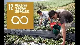 Objetivo 12: Producci&oacute;n y consumo responsable
