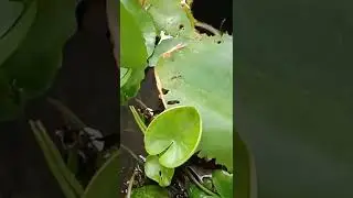 An Insect's Grooming #BeautifulNow #zedd  #shorts