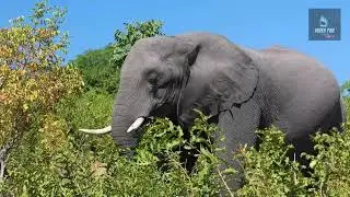 Vivid Wildlife | The Most Authentic Footage of All Creatures #wildlife #animals #nature