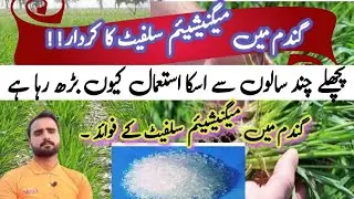 How and when to use magnicium sulphate in wheat crop | Use of magnesium sulphate in wheat