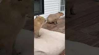 The Chillest Animal on Earth! | Facts About Capybara #animalfacts #facts #shorts