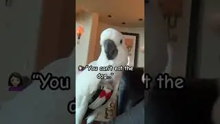 Telling my parrot she can&rsquo;t eat the dog&hellip; 😂 #cockatoo #parrot #talkingparrot #funnyanimals #shorts
