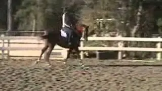 Aprisio (astor) from Palos Verdes Stables