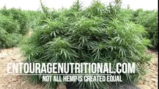 GlobalCannabinoids.io:  Bulk & Wholesale Hemp Oil
