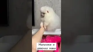 #животные #spits #шпиц #spitz #померанский #померанскийщпиц #щенок #мишка #music