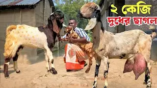 দুই লিটার দুধের ছাগল ও সেরা মানের ক্রস ছাগল এবং তোতাপুরী পাঠা জামাল ভাইয়ের খামারে Goat farm 