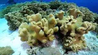 DIVE Magazine visits Wakatobi