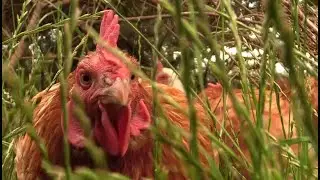Lebenshof statt Schlachthof: Ein Morgen bei den Hennen im Land der Tiere 🌄🐔