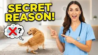 Dog Spinning Explained by Vets! 🐶🌀
