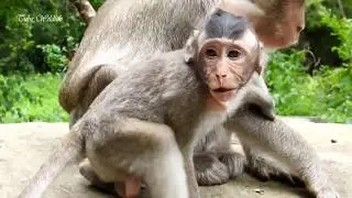 MG-Huge baby Mandela begging & crying request milk / Big monkey baby Mandela asking for milk