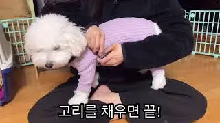 멍템 앞섬방지 하네스! 산책 훈련시 앞고리가 있는 하네스 ʚ&hearts;ɞ
