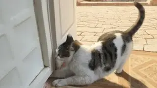 .HE'S DETERMINED! You Won't Believe How This Cat Tries To Escape!