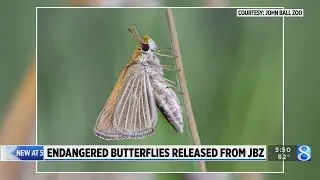 Endangered butterflies released from John Ball Zoo