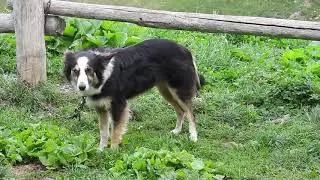 Convivere con l'orso: Paolo Pe, un pastore sul Valandro