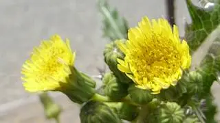 Spiny sowthistle - Sonchus asper - Galtarf&iacute;ﬁll - Sv&iacute;naf&iacute;flar - Illgresi - &THORN;istill - Gul bl&oacute;m