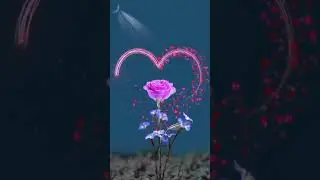 Beautiful nature shorts ❣️ rose status video ❣️#beautifulnature #status #vairalshorts #shortvideo ❤️