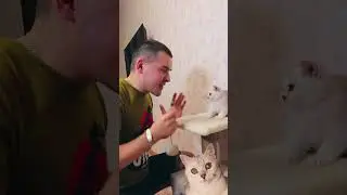 БЕЛКЕ ДАЛИ ГОРЬКОЕ ЛЕКАРСТВО #cat #cats