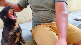 I met black 🙀 stray cat walking along towards me 🙀💦🌿 & no one taking care#cat#adoptstrays#kitten
