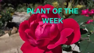 Plant of the Week. Cherry Red - Double Knockout Rose. A Heat Loving Red Beauty In the Garden.