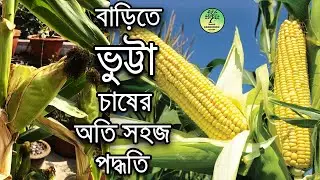 বাড়িতে ভুট্টা চাষের সম্পূর্ন পদ্ধতি / Grow Sweet Corn at Home / roof gardening / grow corn