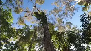 Australian bush safety!