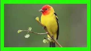 Western Tanager Song! Western Tanager Call! Voice! - Tangar&aacute; Aliblanca Canto - Piranga Ludoviciana